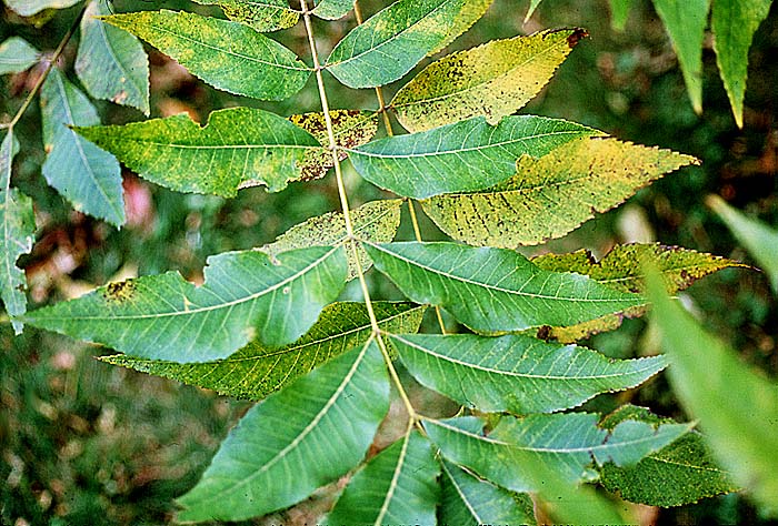 what-is-a-compound-leaf-worldatlas